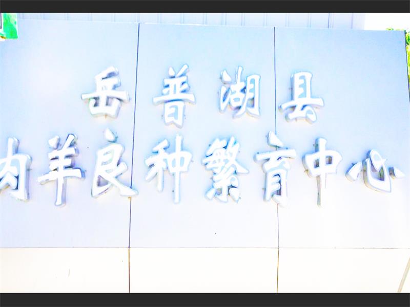 岳普湖县肉羊良种繁育中心